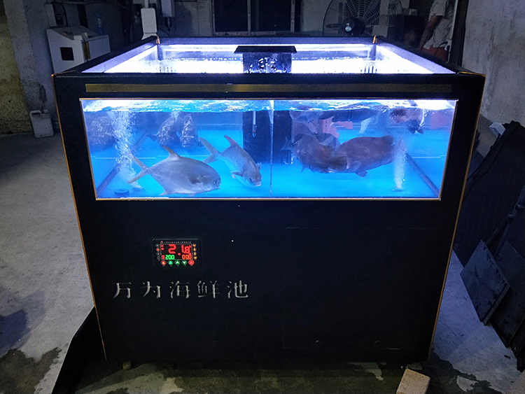 1.2米方缸在厂测试鱼类